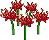 Spider Lily