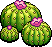 Barrel Cactus