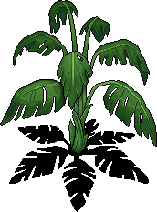 Fan Palm