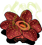 Rafflesia Flower