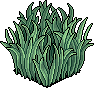 Tall Grass