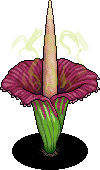 Titanarum Plant
