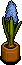 Blue Hyacinth