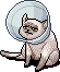 Cone Cat Carter