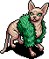 Fashionable Sphynx Fifi