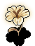 Star Flower