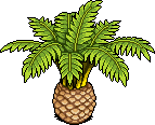 Canary Date Palm