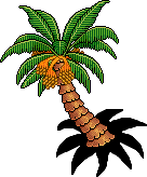 Desert Palm Tree