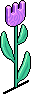 HC Tulip Decor
