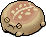 Brick Desert Rain Frog