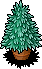 Mini Fir Tree