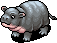 Pygmy Hippo