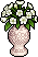 White Amaryllis