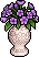 Purple Amaryllis