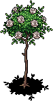 White Rose Bush