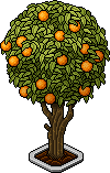 Orange Tree