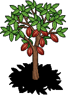 Cocoa Tree