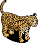 Wild Jaguar
