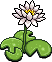 Lily Plant