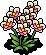 Orchid Plant