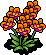 Orange Orchids