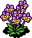 Purple Orchids