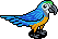 Gold Macaw