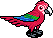 Red Macaw