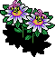 Passion Flower Plant