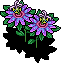 Purple Passion Flower