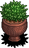 Ornamental Plant