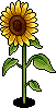 Sunflower Plant