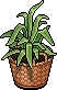 Basket Potted Plant