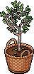 Basket Potted Tree