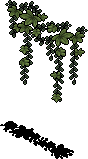 Trailing Weeds