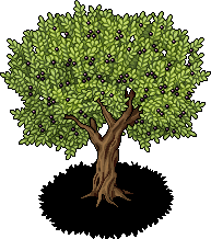 Olive Tree