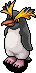 Rockhopper Penguin