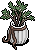 Cottage Mantlepiece Plant