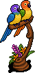 Lovebirds of Paradise