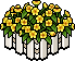 Blooming Flowers