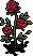 Garden Roses
