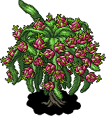 Dragon Fruit Bush