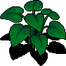 Devil’s Ivy