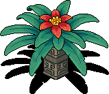 Tropical Poinsettia