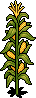 Corn Stalks