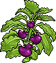 Duckbergines