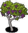 Grape Vines