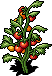 Tomato Plants