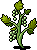 Growing Grape Vines