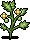 Growing Tomato Plants (non-crackable)